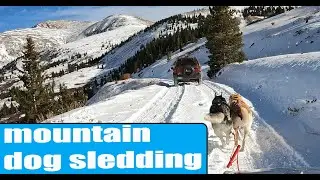 high altitude dog sled training with Siberian Husky and husky Belgian malinois mix
