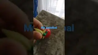 my pok&eacute;bal