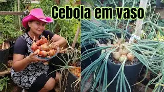 Como plantar Cebola em vaso, com Passo a passo completo até a colheita! 