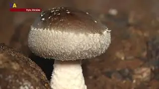 Ukrainians Grow Shiitake Mushrooms
