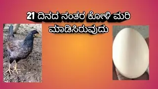 21 ದಿನದಲ್ಲಿ ಕೋಳಿ ಮರಿ ಮಾಡಿರುವ ರೀತಿ@madhukrishna1953