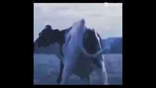 cow twerk