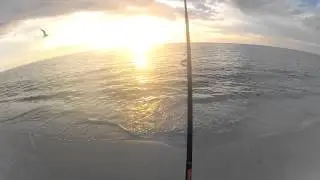 Bluefish Double Header