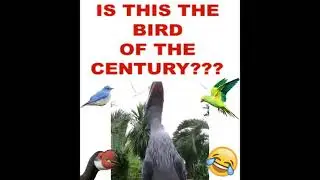 bird of the century