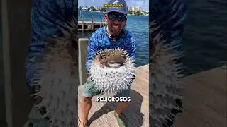 &iexcl;EL MANJAR JAPON&Eacute;S QUE PODR&Iacute;A SER TU &Uacute;LTIMO PLATO! PEZ GLOBO