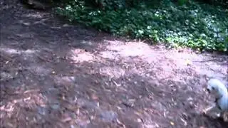 Pecas, Sophie and Snowy at Cordonices Creek April 1 2011 Part 2