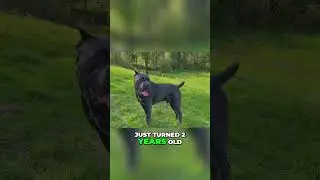 2 Big Cane Corso Brothers Race! Are Big Dogs Fast? Lets Find Out  #shorts #canecorso