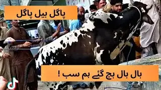 Dangerous Angry bull Run Away Before Loading | Angry Bull 2024 #angrybull #cowvideos #Qurbani
