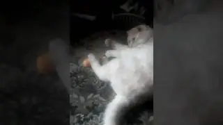 Мой кот играется