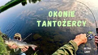 Okonie TANTOŻERCY! CZY UDA MI SIĘ DOBRAĆ DO 40+??! OKOŃ NA UltraLight