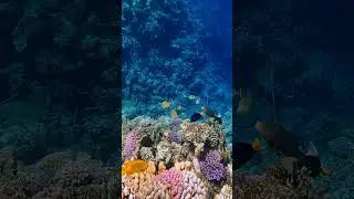 Red Sea coral reef, underwater world, crystal clear water, Scuba diving, Egypt 🇪🇬 #fish #coralreef