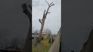 Tree climbing cutting branches rigging failure #gonewrong #fail #treeclimbing #treework #treecutting