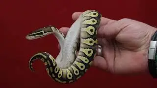 Mojave Pastel or Orange Dream 100% Orange Ghost male