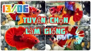 Đợt C&aacute; Betta 13/06🍀🌈Nemo + Multicolor + Fancy +Yellow Galaxy Tuyển chọn - L&agrave;m giống | Betta Gi&aacute; Rẻ