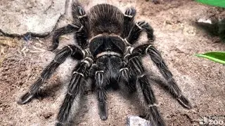 Science Rendezvous Lesson - Spiders