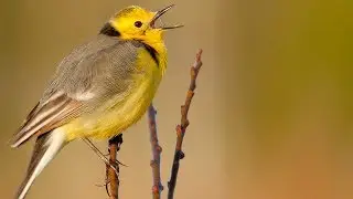 Bird sounds. Citrine wagtail singing
