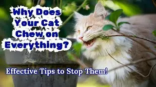 Why Does Your Cat Chew on Everything | Effective Tips to Stop Them!