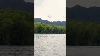 A&nbsp;sea eagle&nbsp;or&nbsp;fish eagle #sea #seaeagle  #birds #prey #water #nature #shorts #fishing #fish #travel
