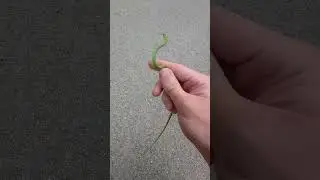 This TINY green snake was going CRAZY!