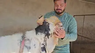 KOTA JUNGLE KA SABB SAY BADA BAKRA/HIND KESRI RADHA KISHAN JI KA BAKRA
