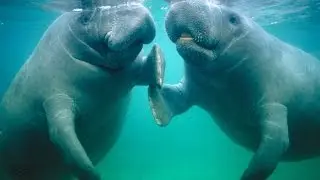 Happy Manatee Appreciation Day!