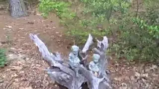 Marsh End a Wooded Garden on Virginia's Eastern Shore part 3