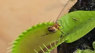 Venus Flytrap Eating Breakfast Full Length 