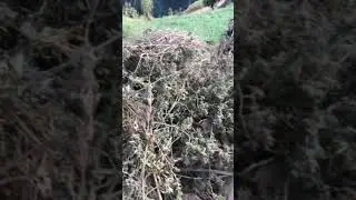Weed Harvest in Nepal #weed #marijuanagrowers #smoke #herb #ganja
