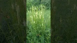 Japanese Beetles & American Burnet- nature's best friends?  #resilience #gardening #pestcontrol