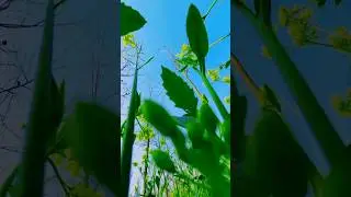 #khetibadi #love #youtubeshorts #public #foryou #view
