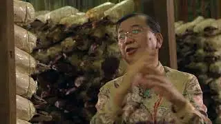 Dr. Lim: About DXN Ganoderma mushroom and Spirulina. Benefits, dosage - Ganoderma India