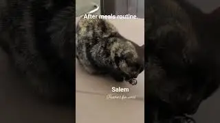 After meal routine. #shorts #cat #catlovers #catvideos #funny #playful #cutecat #funnycatvideos