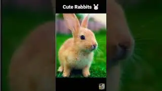 Cute rabbit Images I Rabbit Dpz I Rabbit pictures # shorts # cuterabbits#