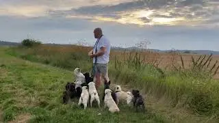 Abendrunde mit den Happy Pug&lsquo;s