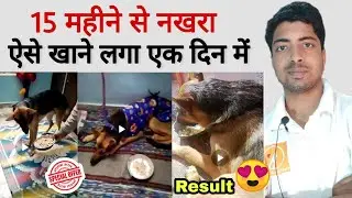 Dog not eating / appetite problem 15 month is solved. Best solution and Offer for you.