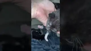 Lets grow out oages together #followtrain #kittenklub #kittens #catmom #cattok