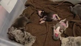 FRENCH BULLDOG PUPPIES AT (48HOURS)