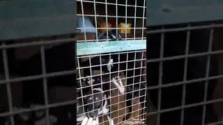 Щенки, 6 ряд. Апрель 2020. Кожуховский приют