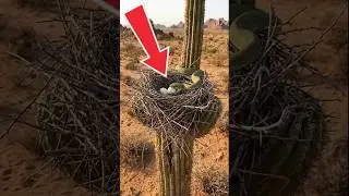 Toucan Mom Takes Revenge on Snake 🐦🐍 Cat Witness Saves Stolen Eggs | Wild Justice