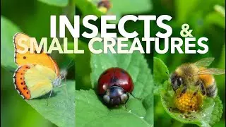 Insects & Small Creatures for Kids 🐞 | Learn Bug Names with Real Videos