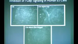 Embryonic Stem Cell Research: A Scientific Overview
