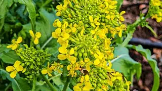 Broccoli & Bees