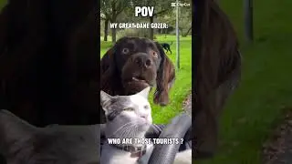 POV My Great Dane Gozer: who are those tourists #povs #greatdanetv #doglife #greatdane