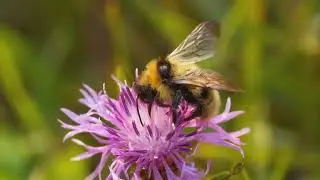 Blossoms for Bees: Your Guide to a Pollinator-Friendly Garden