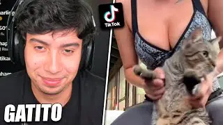 ME MANDARON MUCHOS TIKTOKS DE GATITOS