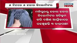 ମଣିପୁରରୁ ଆଫ୍ରିକା | Eagle Flies 5,000+ Km in 5 Days, Creates Record