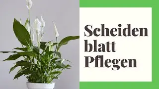 Scheidenblatt Pflegen - So geht's