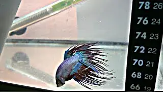 Como cuidar alevines de pez betta primeros 5 dias de nacidos (4/6)how to care betta fingerlings
