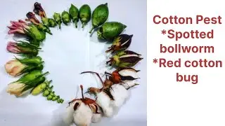 Cotton pests (Spotted bollworm and Red Cotton Bug), it's management.