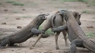 PART 1|POOR BABY BUFFALO|A GROUP OF KOMODO DRAGONS ATTACKING BABY BUFFALO